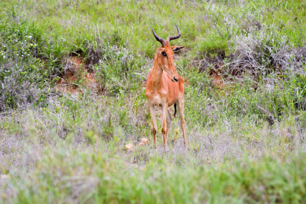 Hirola in the savanna stock photo