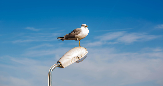 streetlamb and seagull