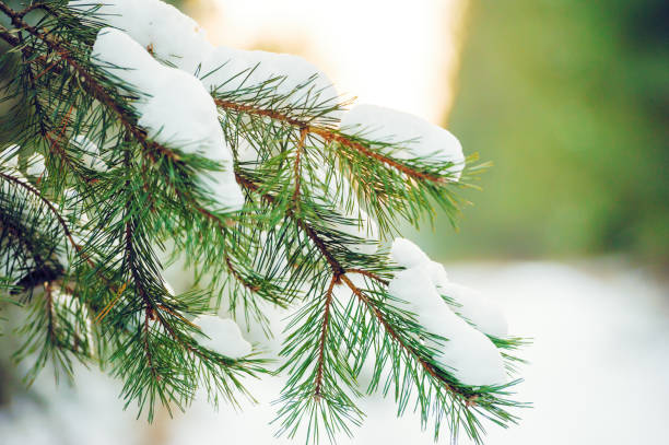 istock Snow Covered Spruce Branches Close Up. 639573822