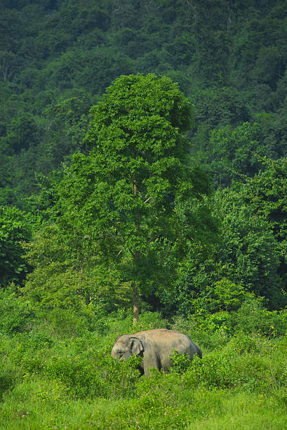 istock wild Asian elephants in the deep tropical forest, Thailand 639574178