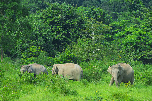 istock wild Asian elephants in the deep tropical forest, Thailand 639574264