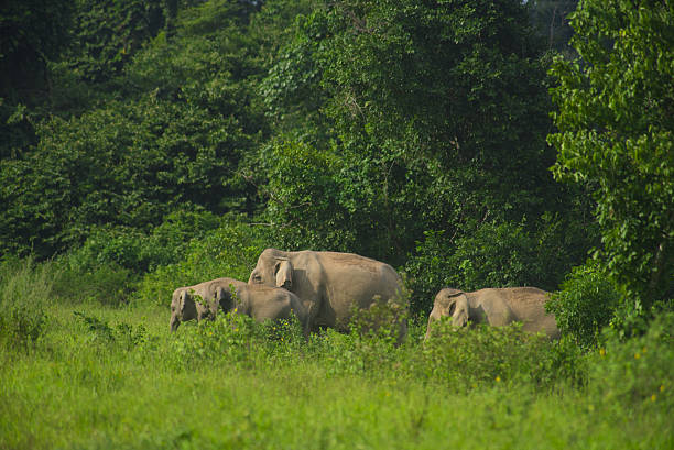 istock wild Asian elephants in the deep tropical forest, Thailand 639575448