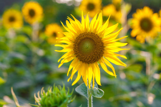 istock Field of sunflowers. 639575774