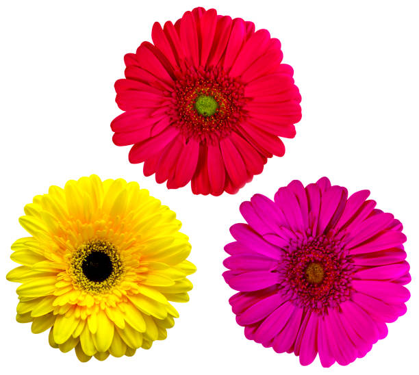 istock gerbera flowers  isolated on white background 639575934