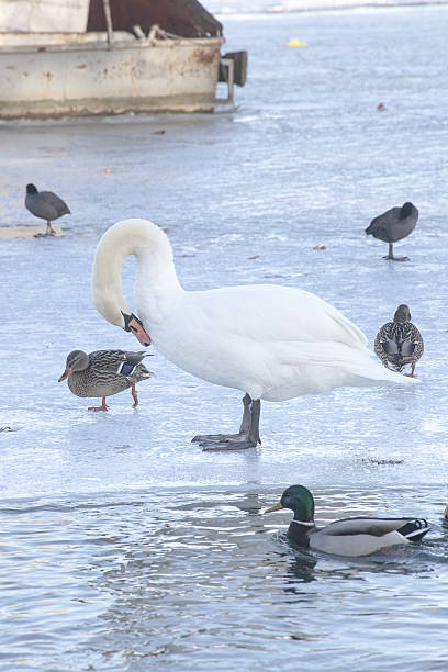 istock Swans and Canards on the frozen rive 639576048