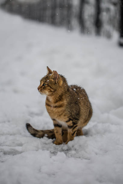 istock cat on the snow 639576306