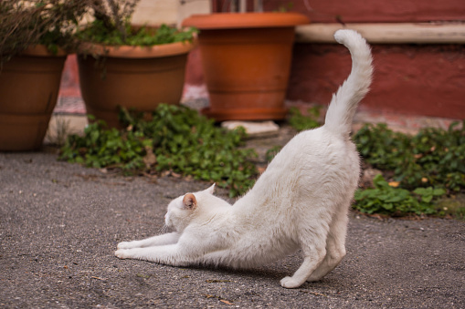 white cat stretching