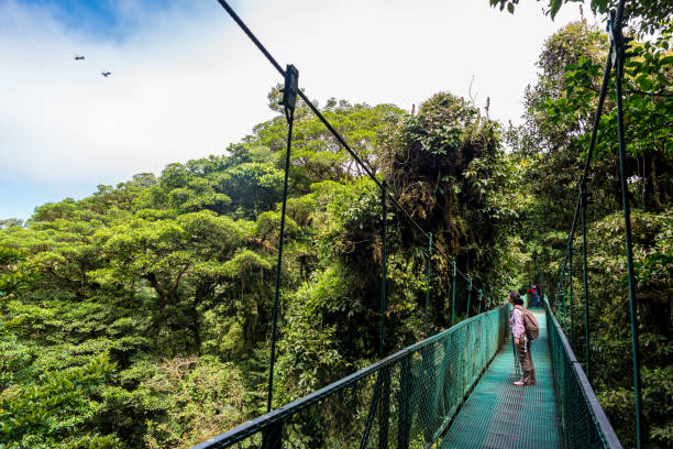 Girl walking on hanging bridge in cloudforest - Monteverde Girl walking on hanging bridge in cloudforest - Monteverde, Costa Rica - adventure in central america tropical rainforest canopy stock pictures, royalty-free photos & images