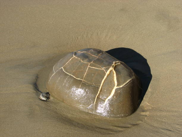 istock Stone seems carapace of a turtle. 639579148