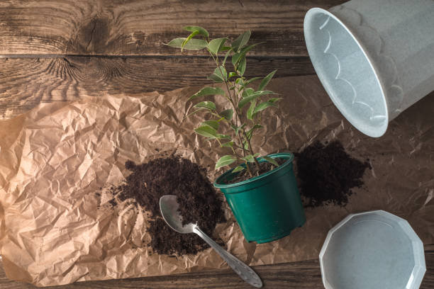 istock Set for transplant ficus flower top view 639579192