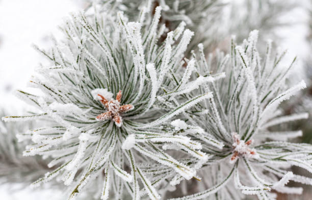 istock Coniferous branches covered with hoarfrost 639579196