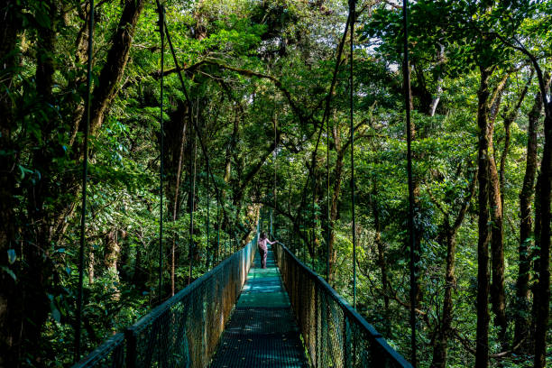 istock Girl walking on hanging bridge in cloudforest - Monteverde 639581632