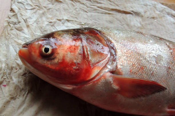 istock Raw Crucian Carp 639581678