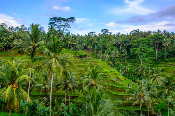 istock Rice terraces in Ubud, Bali, Indonesia 639581798