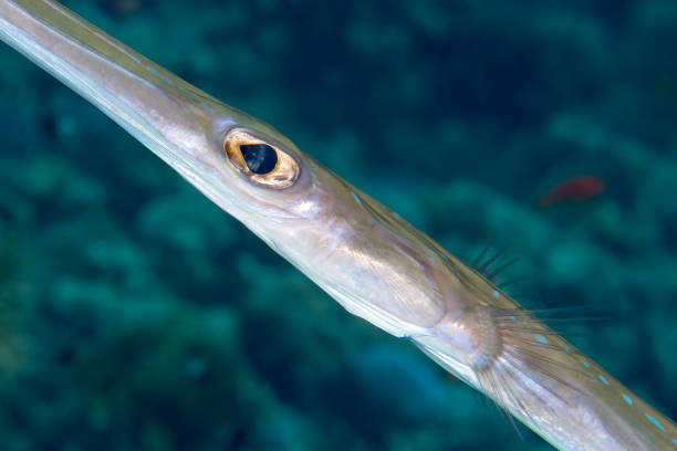 Unusual fish underwater Closeup portrait of an unusual fish underwater. Smooth cornetfish (Fistularia commersonii). Red Sea, Egypt, November. smooth cornetfish stock pictures, royalty-free photos & images