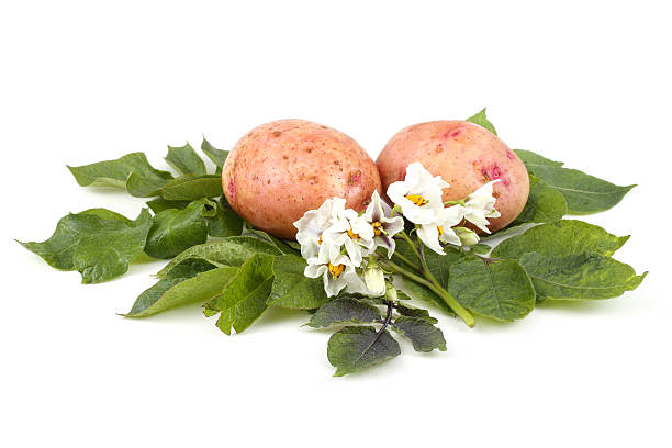 istock Pink potatoes and flowers on leaves 639582406