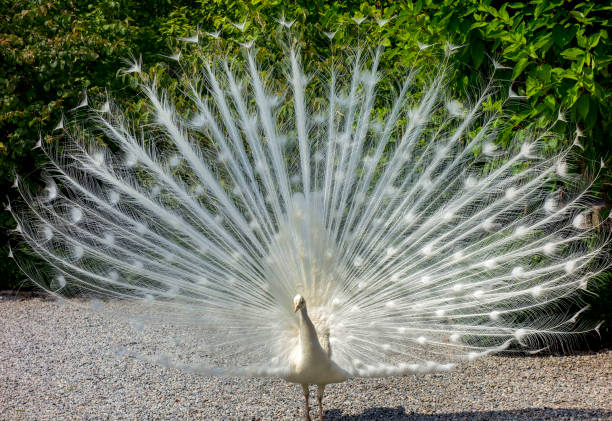 istock white peacock in the garden 639582664