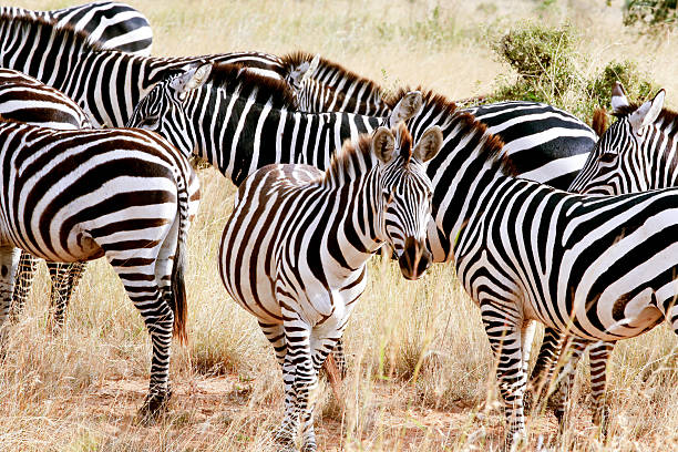 istock Zebras at Savannah 639582992