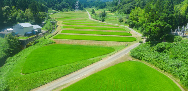 istock rice field in Japan 639583370