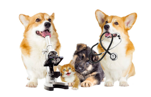 istock dog and cat on a white background 639583684