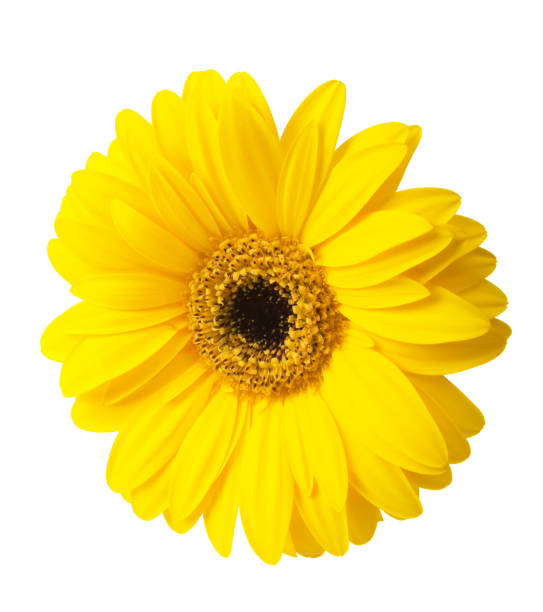 istock Vibrant bright yellow gerbera daisy flower blooming 639584044