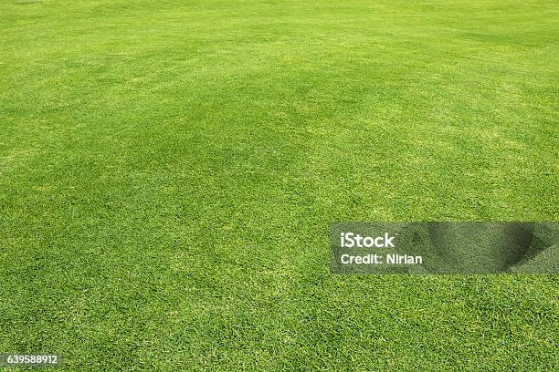 Grass Field Stockfoto und mehr Bilder von Gras - Gras, Rasen, Ansicht aus erhöhter Perspektive