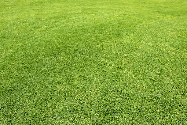 campo in erba  - grass meadow textured close up foto e immagini stock