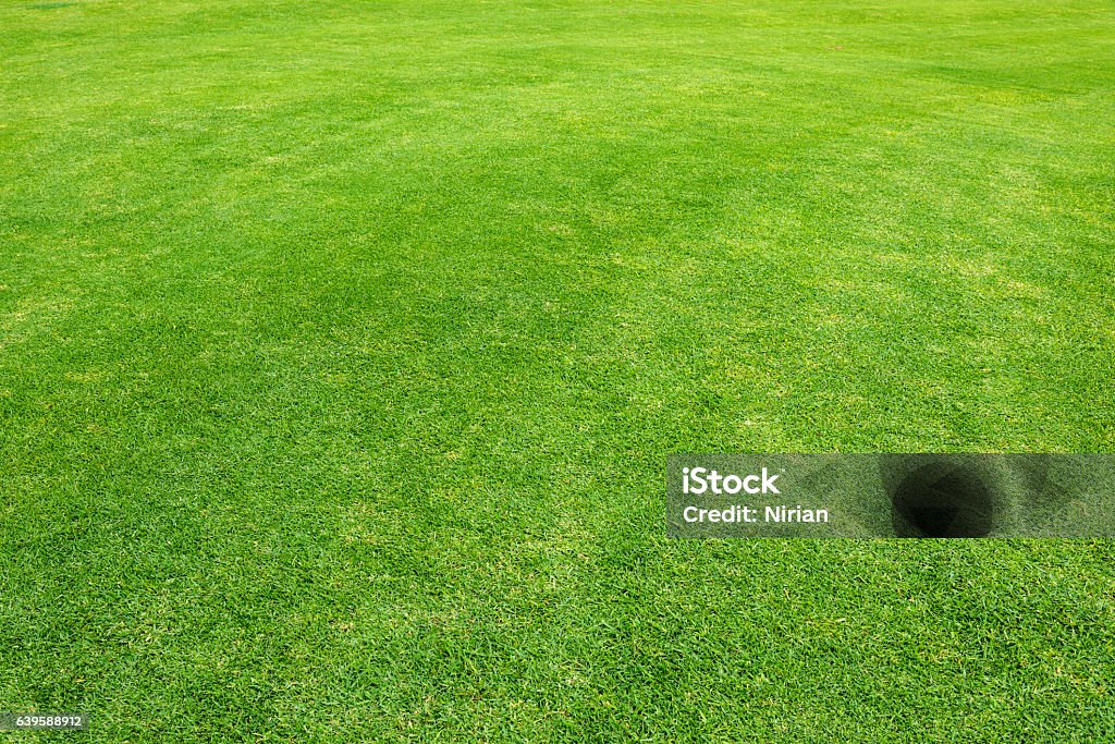 Grass Field Grass from golf course in Kenya. Grass Stock Photo