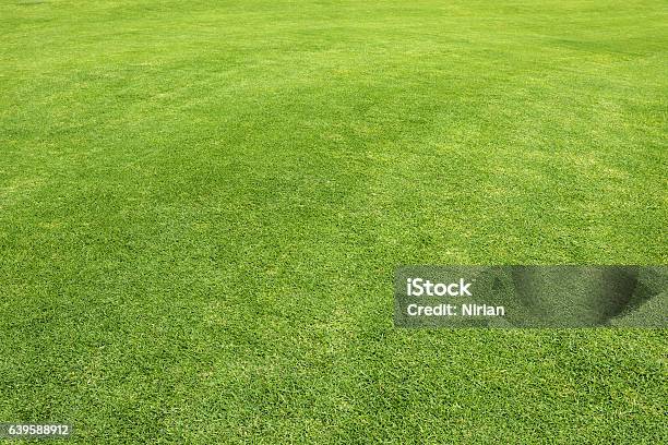 Grass Field Stock Photo - Download Image Now - Grass, Lawn, High Angle View