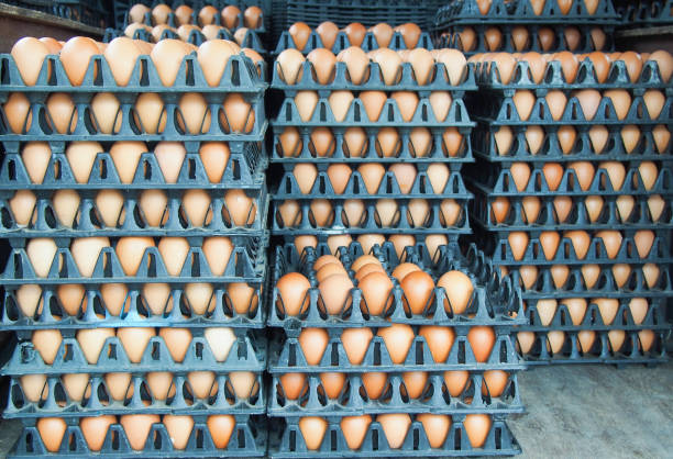istock row of eggs in eggs tray 639589124