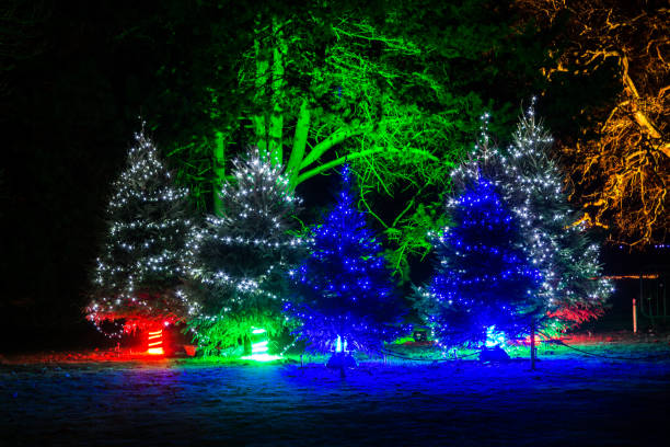 Illuminated Christmas trees in the dark Many Christmas evergreen trees beautifully decorated with lights are illuminating at night in a pitch dark with magically lighten up trees on a background. Royal Kew Gardens, London, England, UK. kew gardens stock pictures, royalty-free photos & images