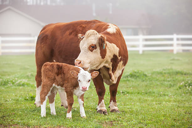 marrón & blanco de vacuno hereford & young pantorrilla - beef cattle farm calf summer fotografías e imágenes de stock