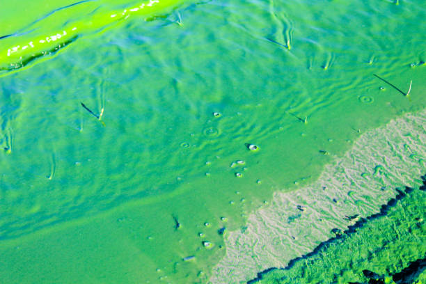 istock Blooming green water. Green algae polluted river 639590864