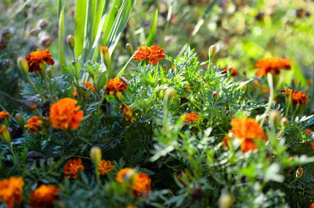 istock Marigold flowers in the meadow 639593608