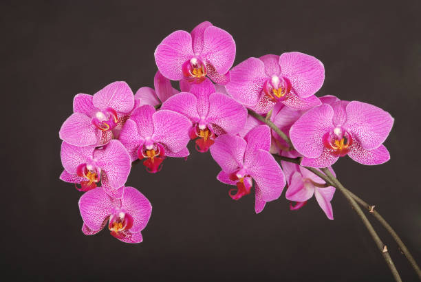 istock Purple orchid flower 639593728