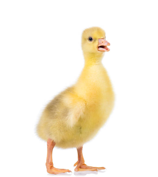 istock Cute little gosling 639594286