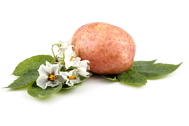 istock Pink potato and flowers on leaves 639594782
