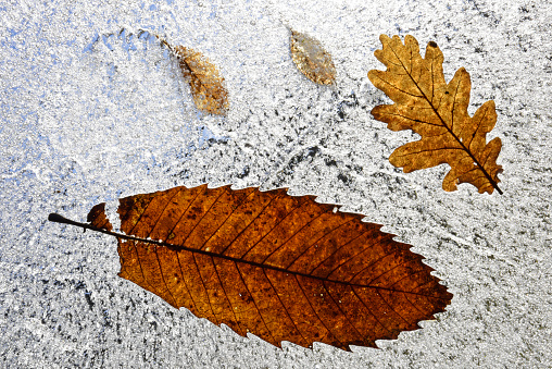 Oak and Sweet Chestnut leaves frozen in ice