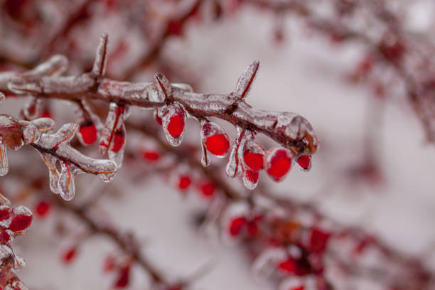 istock Wild red Apple in the ice 639595628