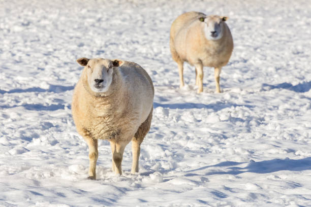 istock Two sheep standing in snow during winter 639596006