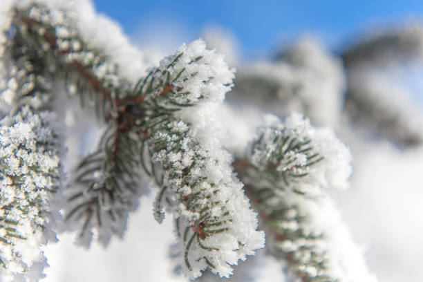 istock Snow covered fir branch on blue sky background Winter time 639596572