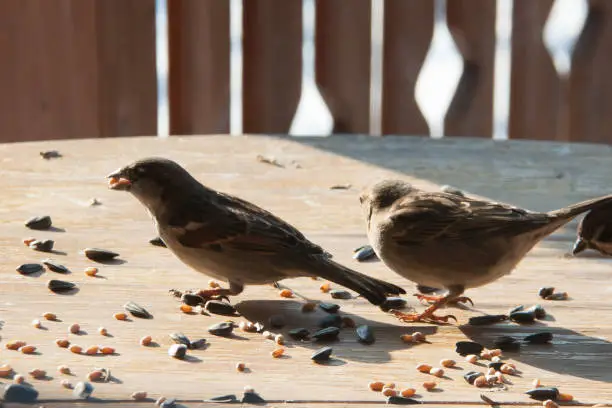 Photo of sparrows pecking grain
