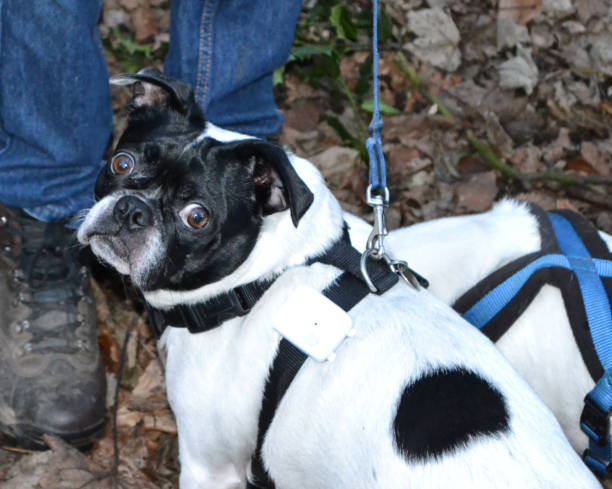 istock french bulldog black and white 639602882