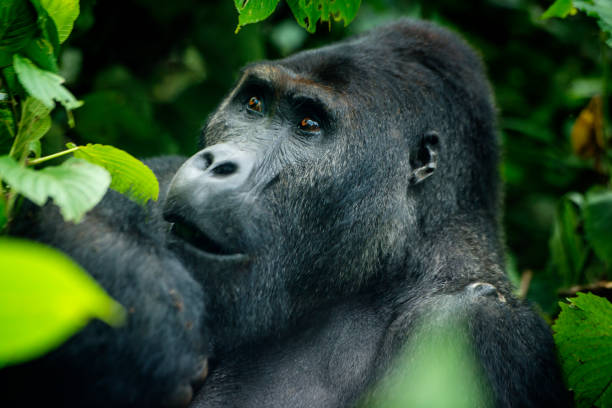 istock Feeding Silverback Gorilla, wildlife shot, Congo 639605036