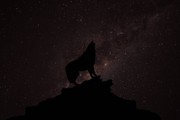 istock Wolf howling at the moon 639605472