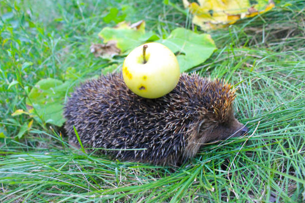 istock Hedgehog carry apple on the back 639605638
