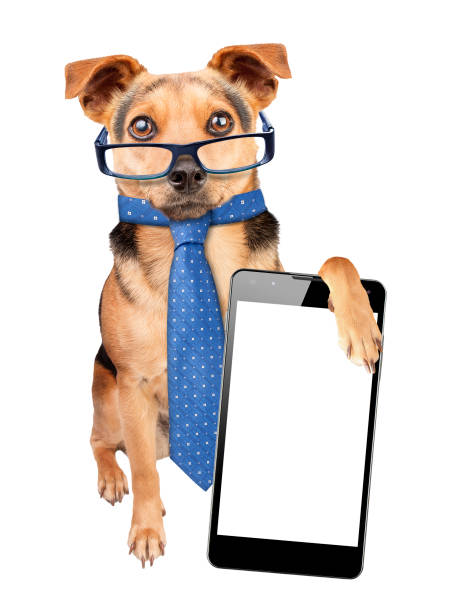 istock Funny Dog glasses tie smartphone blank screen isolated 639605736