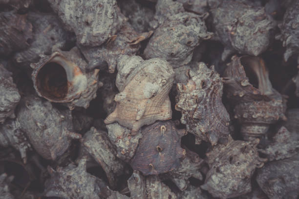 istock group of japanese topshell (sazae) piled together background. 639606830