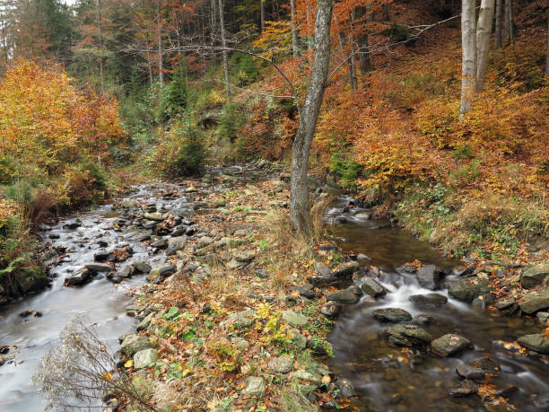 istock Brook in the autumn forest 639607110