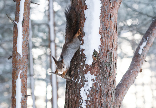Curious Fluffy Squirrel holds tree trunk in winter forest and looking into camera headfirst.